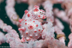 BD-130402-Tulamben-9048-Hippocampus-bargibanti.-Whitley.-1970-[Pygmy-seahorse].jpg